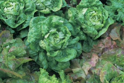 Picture of Lettuce All Year Round